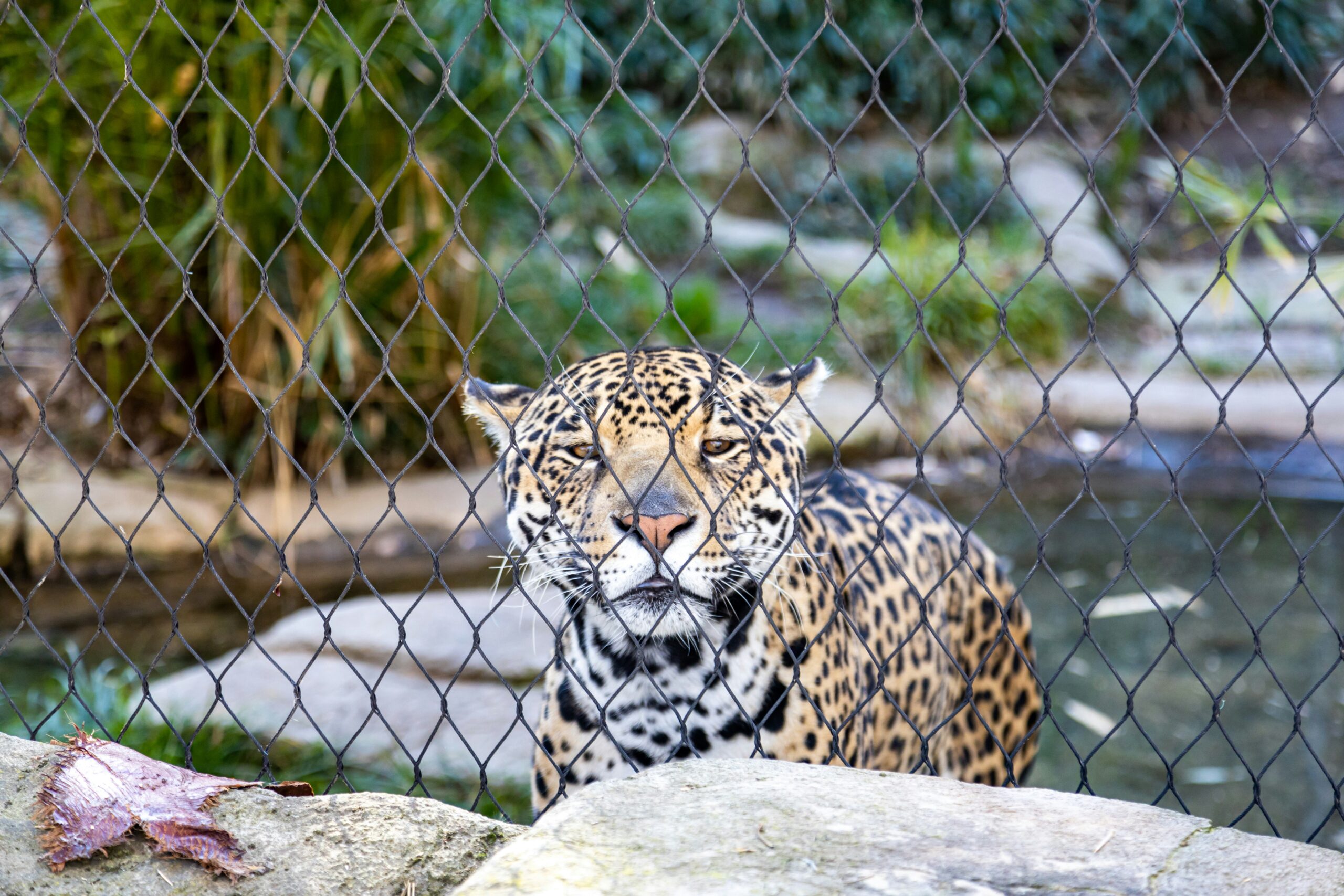 leopard lying on gray rock