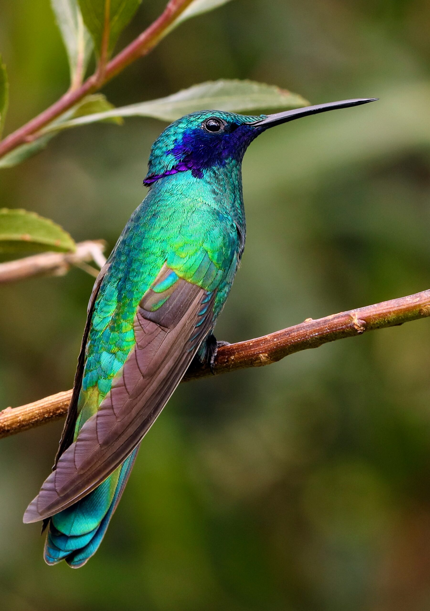 blue and green bird on top of brown branch during daytime