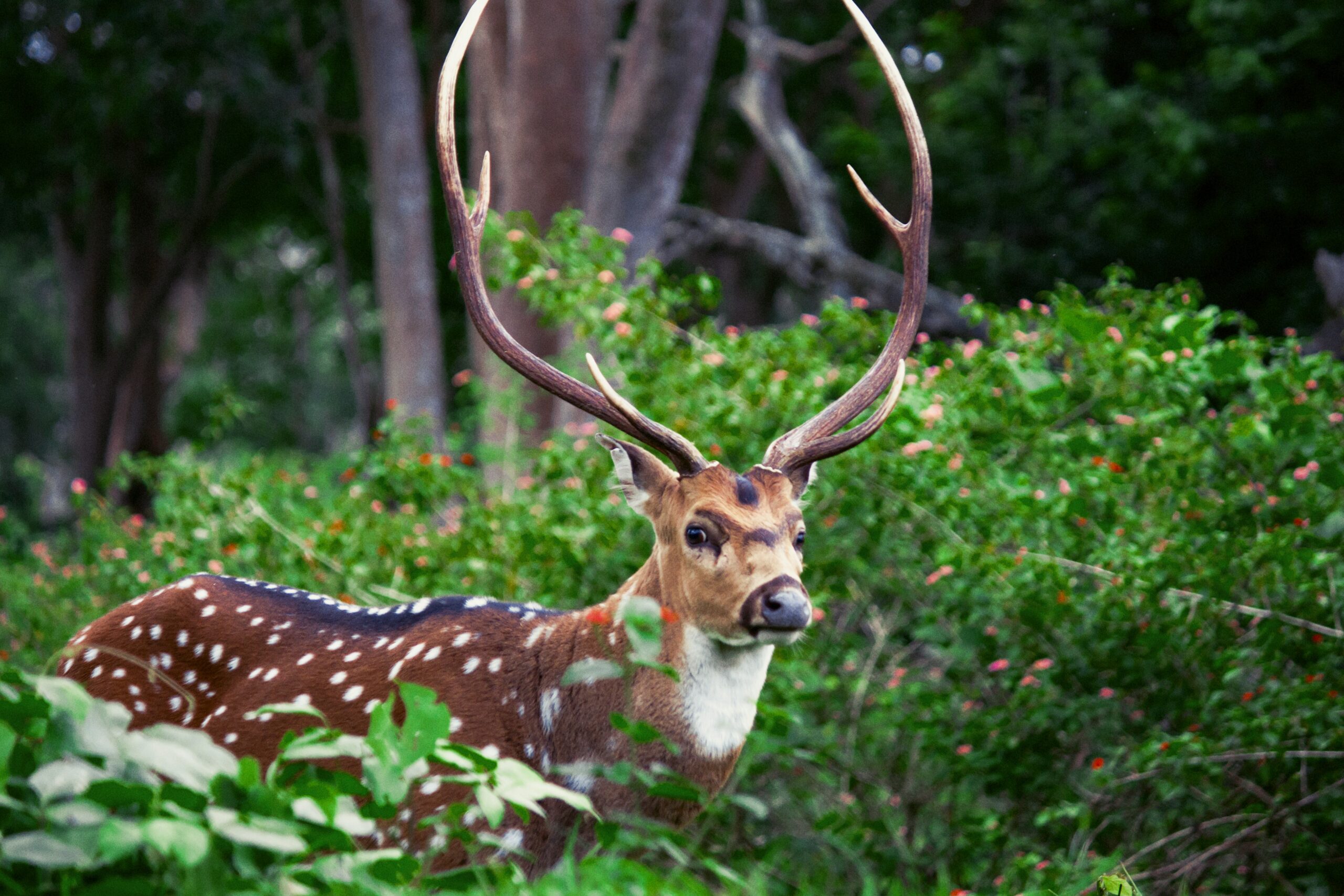 brown deer