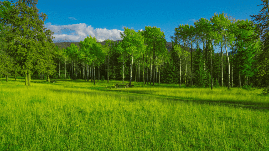 The Environmental Benefits of Using Sodiceram