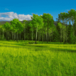 The Environmental Benefits of Using Sodiceram