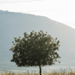 When is the Best Time to Enjoy Levapioli?