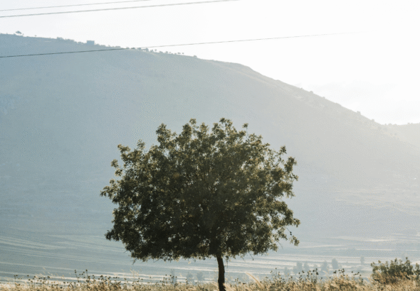 When is the Best Time to Enjoy Levapioli?