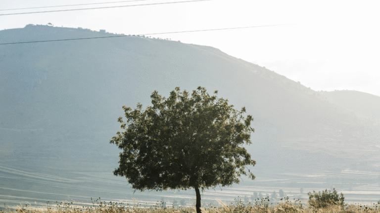 When is the Best Time to Enjoy Levapioli?