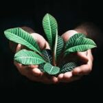 Getting Started with Dihward: A Comprehensive Guide