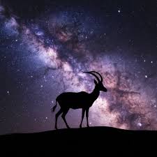 What Is Starhoonga and Why Is It Gaining Popularity?